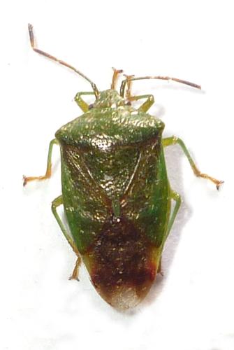 Elasmostethus minor